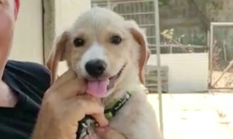 עפר - גור כלבים לאימוץ - אגודת צער בעלי חיים בישראל