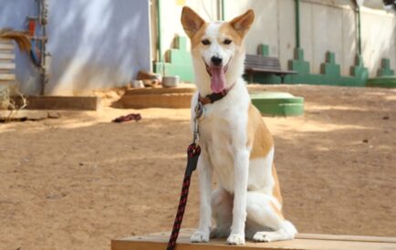 מולי – כלבה לאימוץ - אגודת צער בעלי חיים בישראל