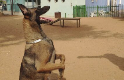 קיארה - כלבה לאימוץ - אגודת צער בעלי חיים בישראל - צילום אבי לוין