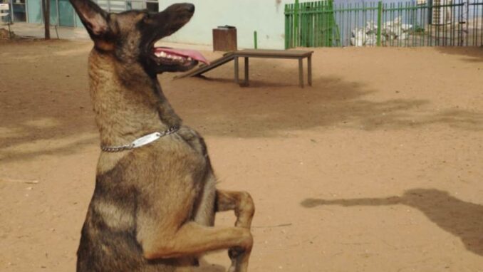קיארה - כלבה לאימוץ - אגודת צער בעלי חיים בישראל - צילום אבי לוין