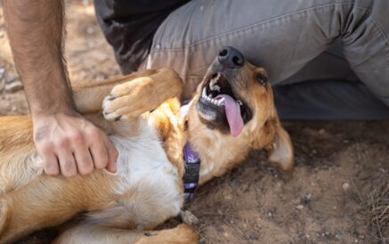 בקס - כלב לאימוץ - אגודת צער בעלי חיים בישראל - צילום קיריל פנקו