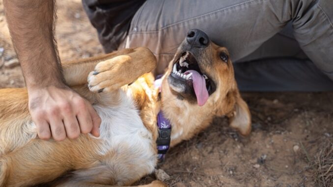 בקס - כלב לאימוץ - אגודת צער בעלי חיים בישראל - צילום קיריל פנקו
