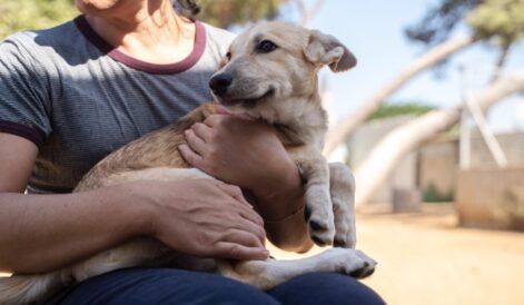 נגה - כלבה לאימוץ - אגודת צער בעלי חיים בישראל - צילום קיריל פנקו