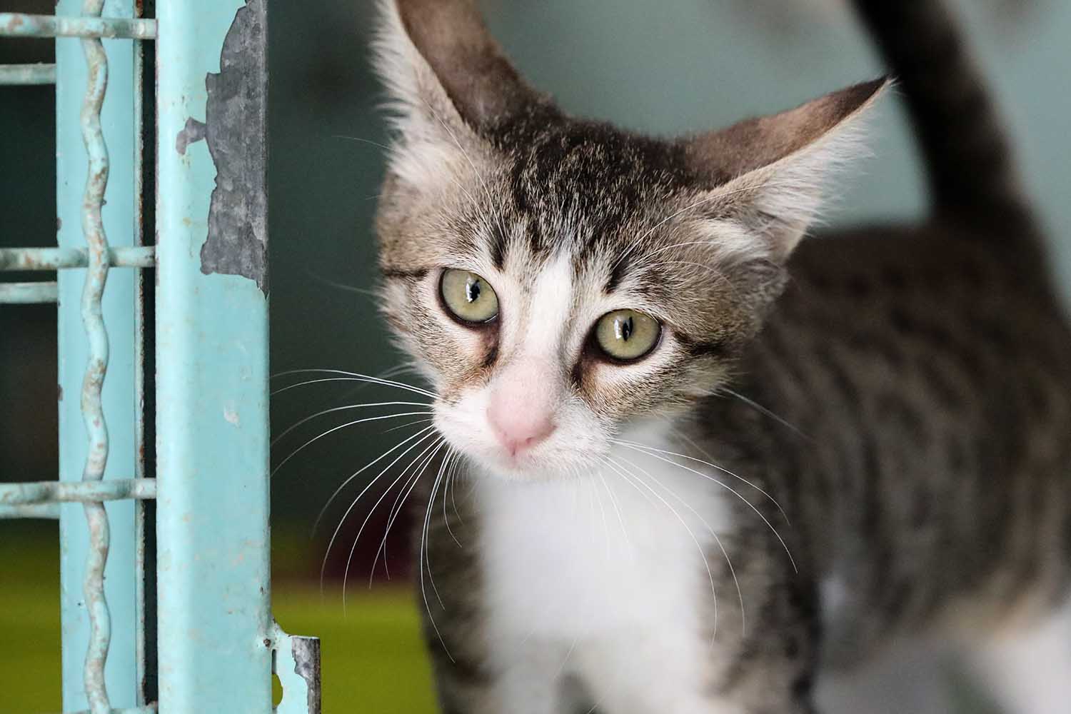 ג'רי – חתול לאימוץ - אגודת צער בעלי חיים בישראל