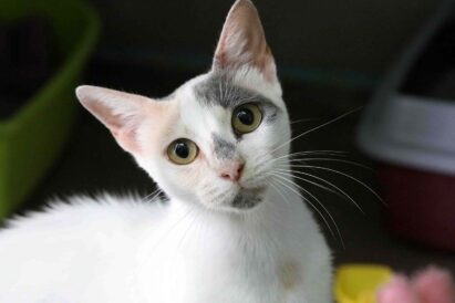 מאמא – חתולה לאימוץ - אגודת צער בעלי חיים בישראל