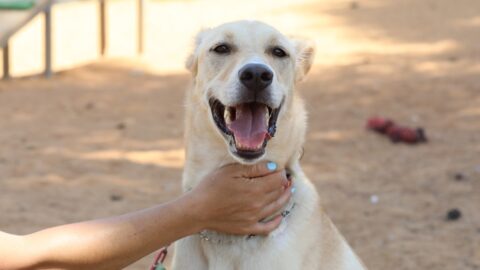 ריי - כלב לאימוץ - אגודת צער בעלי חיים בישראל