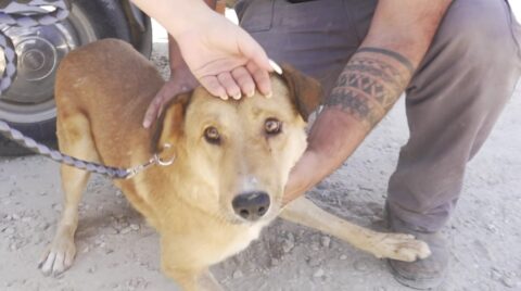 כלבים מאפרת נקלטו באגודה - אגודת צער בעלי חיים בישראל