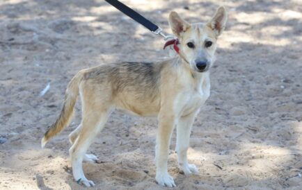 נגה - כלבה לאימוץ - אגודת צער בעלי חיים בישראל