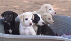 חילוץ גורי כלבים מכפר עוזייר - אגודת צער בעלי חיים בישראל - צילום Kiril panko