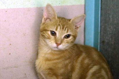 ג'וזפינה - חתולה לאימוץ - אגודת צער בעלי חיים בישראל