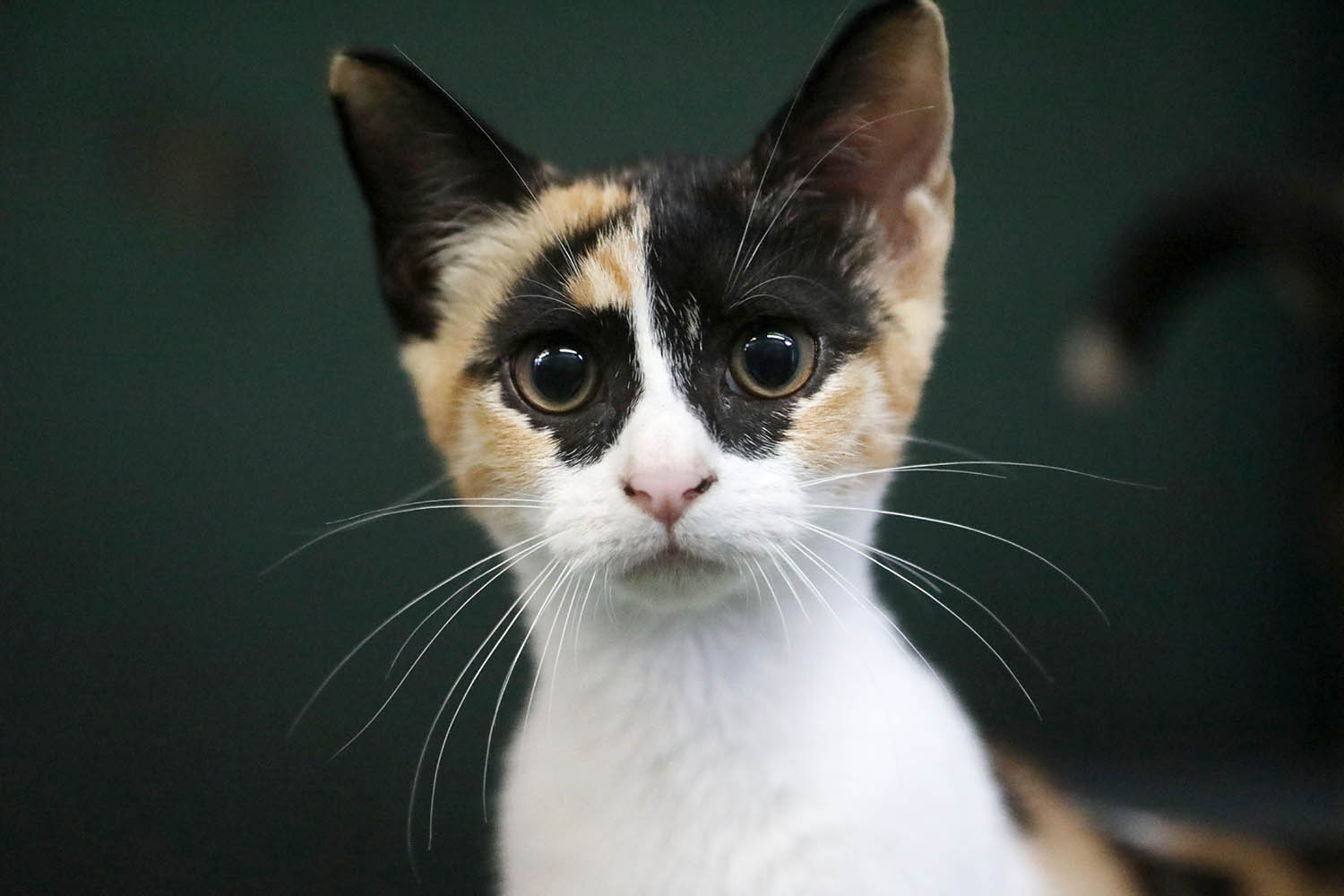 טאסיה- חתולה לאימוץ - אגודת צער בעלי חיים בישראל