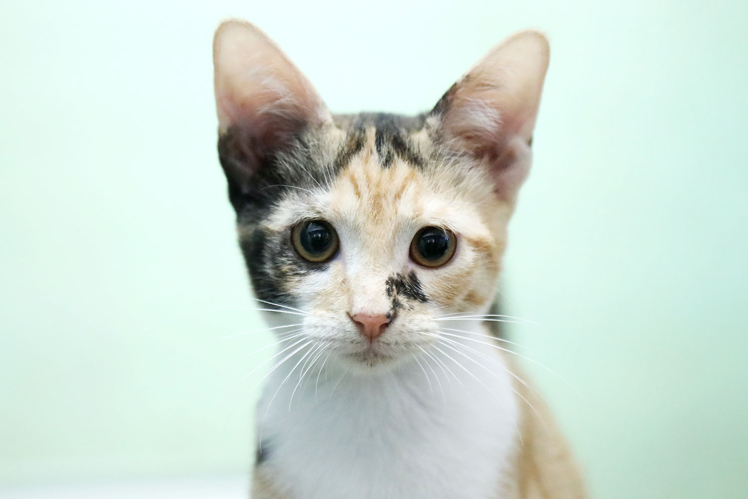 פוליה- חתולה לאימוץ - אגודת צער בעלי חיים בישראל