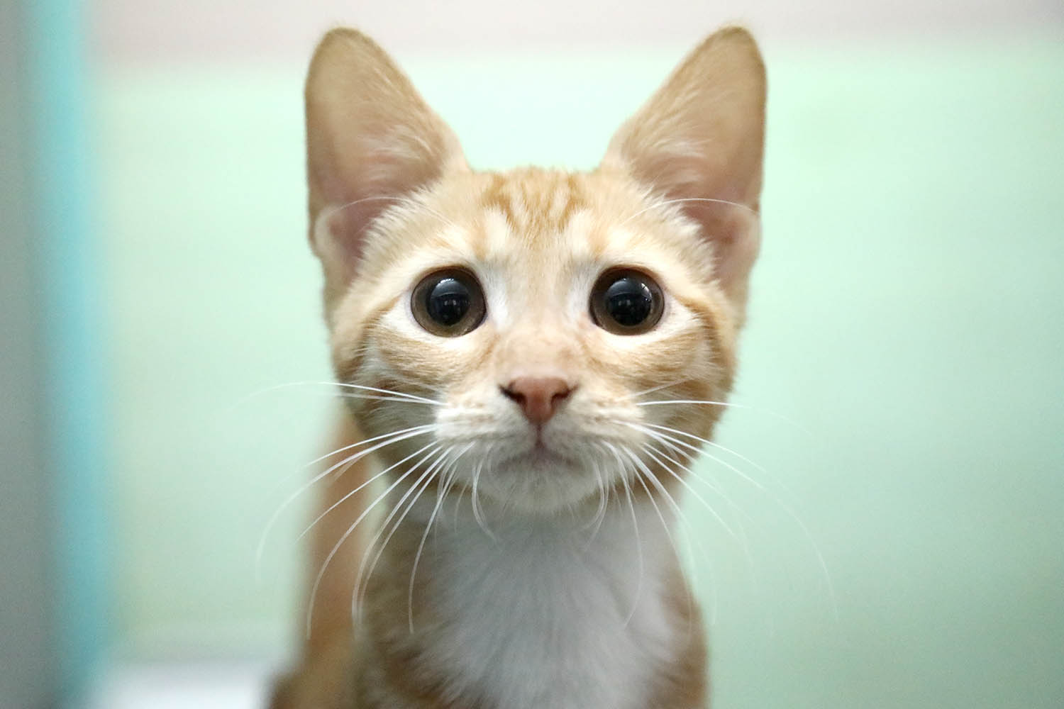 שמש - חתול לאימוץ - אגודת צער בעלי חיים בישראל