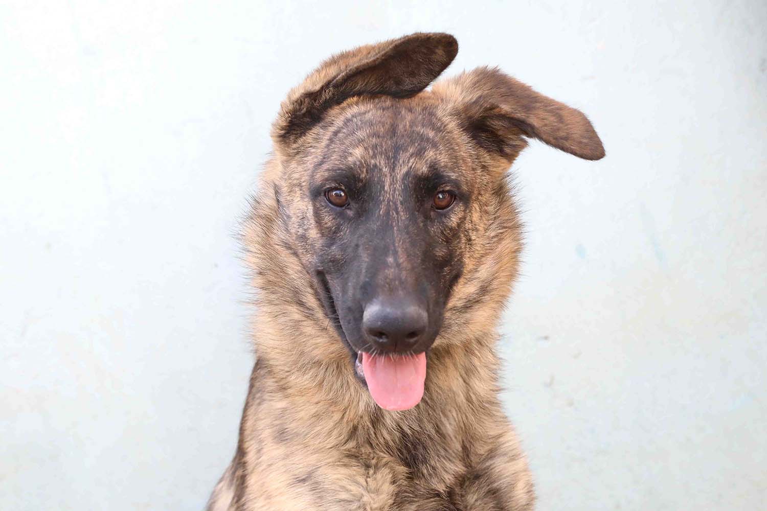 ג'נה – כלב לאימוץ - אגודת צער בעלי חיים בישראל