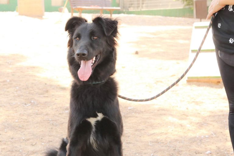 ציון - כלב לאימוץ - אגודת צער בעלי חיים בישראל