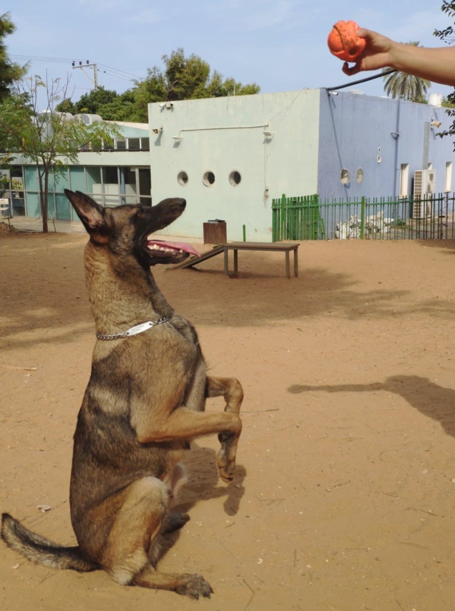 קיארה - כלבה לאימוץ - אגודת צער בעלי חיים בישראל - צילום: אבי לוין