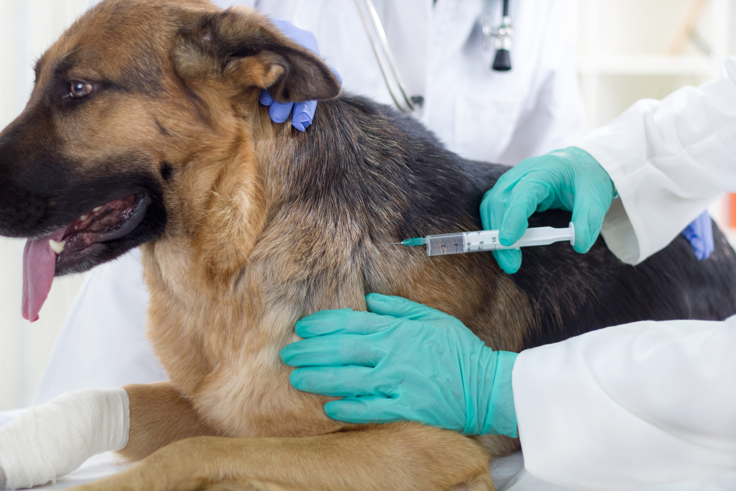 Где сделать прививку от бешенства собаке. Вакцнация оттбешенцства. Вакцинация животных. Прививка от бешенства. Укол собаке внутримышечно.