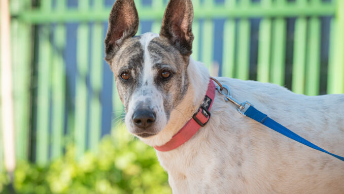 כלב לאימוץ- צער בעלי חיים ישראל
