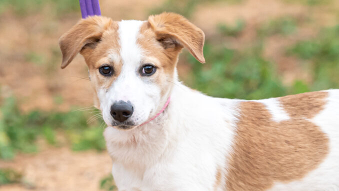 כלבה לאימוץ- צער בעלי חיים ישראל