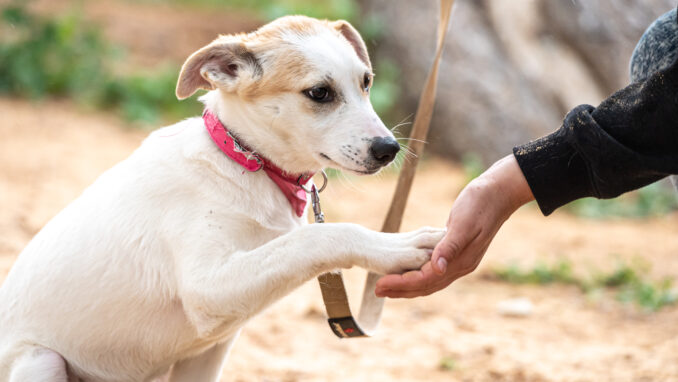 כלבה לאימוץ- צער בעלי חיים ישראל