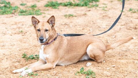 כלבה לאימוץ- צער בעלי חיים ישראל