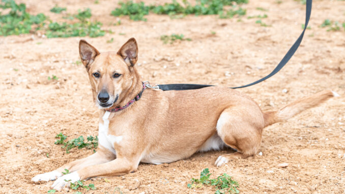 כלבה לאימוץ- צער בעלי חיים ישראל