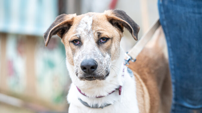 כלב לאימוץ- צער בעלי חיים ישראל