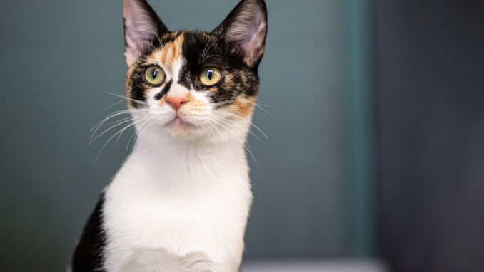 חתולה לאימוץ- צער בעלי חיים ישראל