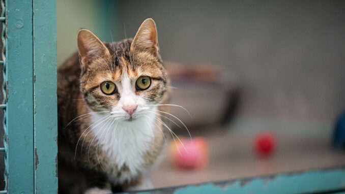 שוקית – חתולה לאימוץ - אגודת צער בעלי חיים בישראל