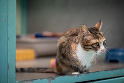 שוקית – חתולה לאימוץ - אגודת צער בעלי חיים בישראל
