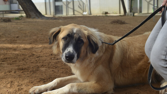 כלב לאימוץ- צער בעלי חיים ישראל