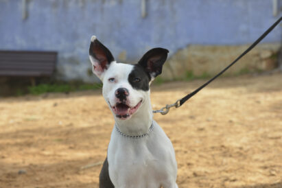 כלב לאימוץ- צער בעלי חיים ישראל