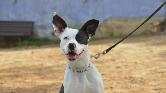 כלב לאימוץ- צער בעלי חיים ישראל