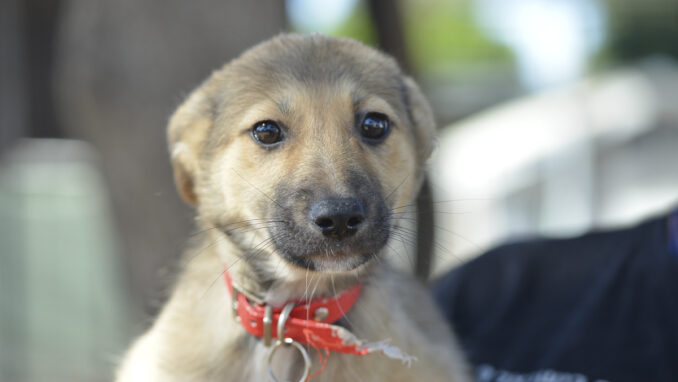 כלב לאימוץ- צער בעלי חיים ישראל