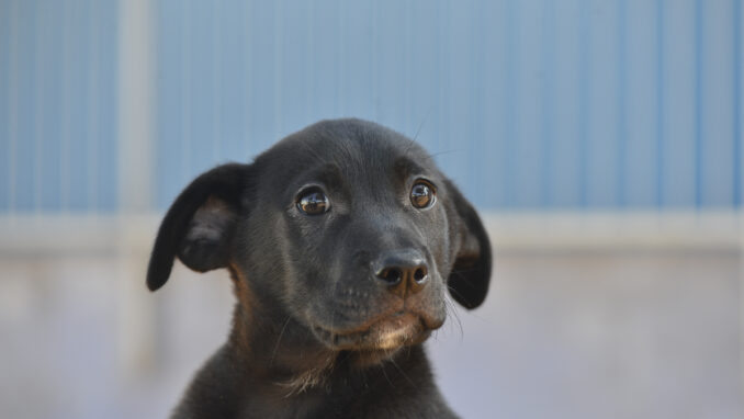 כלב לאימוץ- צער בעלי חיים ישראל