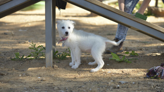כלב לאימוץ- צער בעלי חיים ישראל