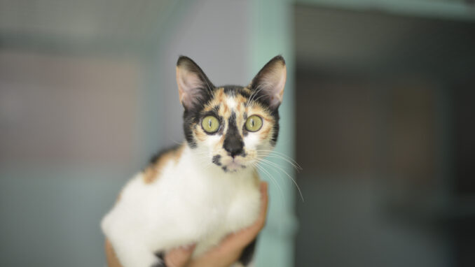 חתולה לאימוץ- צער בעלי חיים ישראל