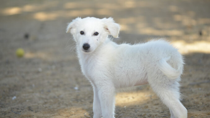 כלב לאימוץ- צער בעלי חיים ישראל