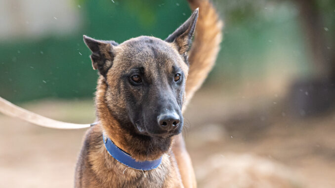 כלב לאימוץ- צער בעלי חיים ישראל