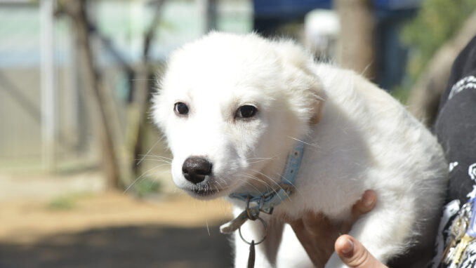 כלב לאימוץ- צער בעלי חיים ישראל