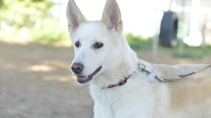 כלב לאימוץ- צער בעלי חיים ישראל