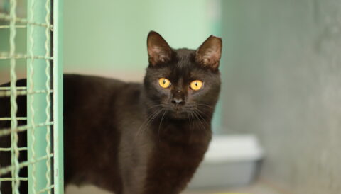 חתולה לאימוץ- צער בעלי חיים