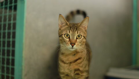 חתול אימוץ- אגודת צער בעלי חיים