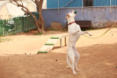 כלב לאימוץ- צער בעלי חיים ישראל