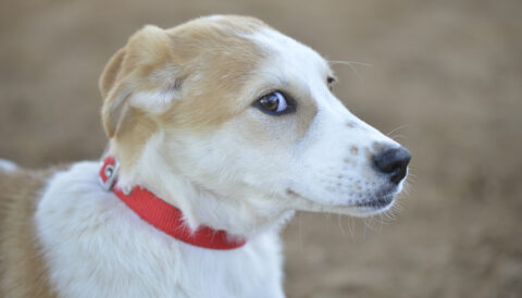 כלב לאימוץ- צער בעלי חיים ישראל