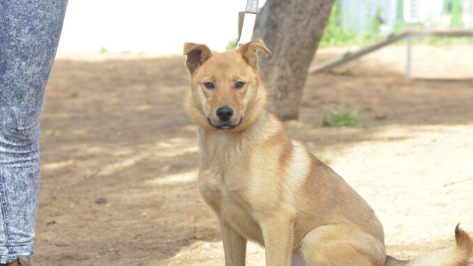 כלב לאימוץ- צער בעלי חיים ישראל
