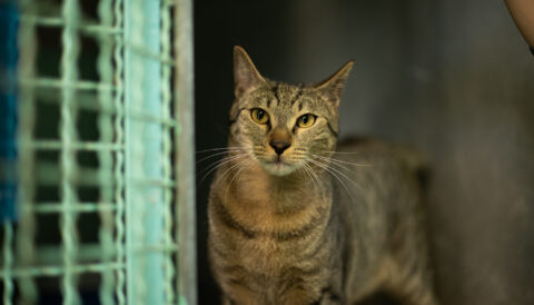 חתול אימוץ- אגודת צער בעלי חיים