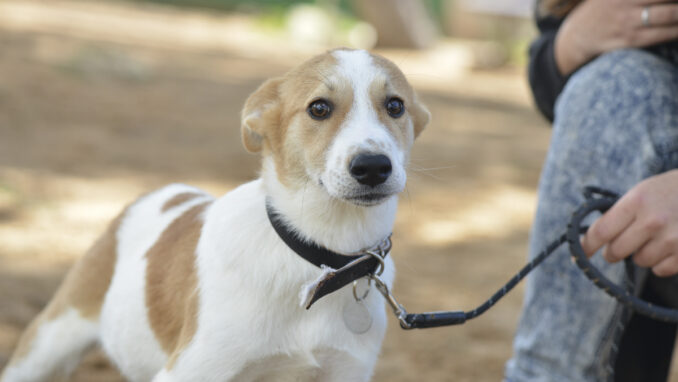 כלב לאימוץ- צער בעלי חיים ישראל
