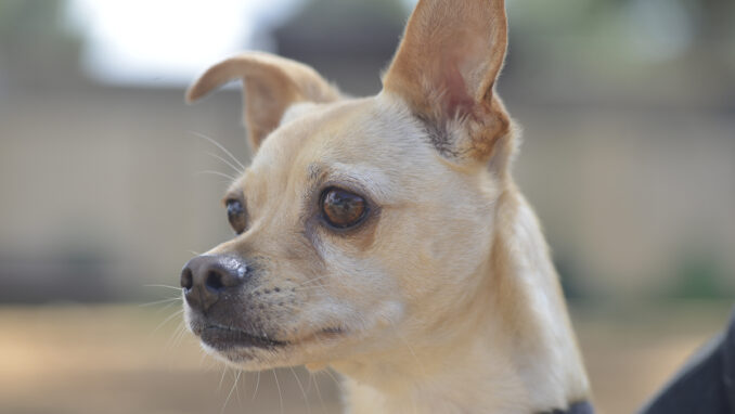 כלב לאימוץ- צער בעלי חיים ישראל