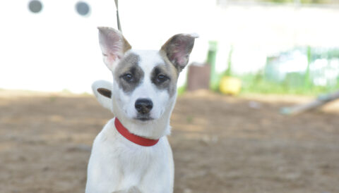 כלב לאימוץ- צער בעלי חיים ישראל